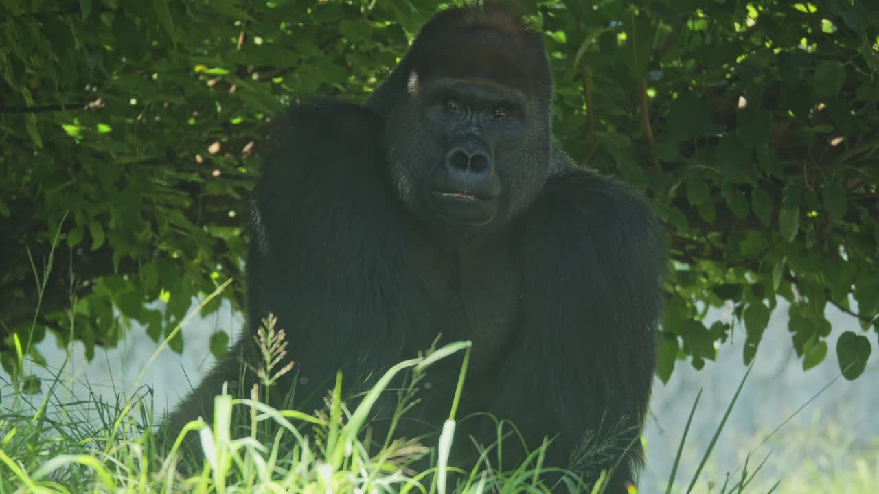 Afslappet vestlig lavlandsgorilla sidder i skyggen af træer.