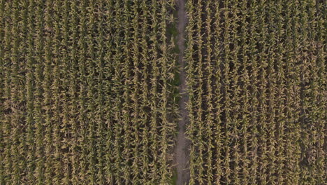 A-direct-overhead-aerial-of-corn-field-lines-in-southern-Missouri