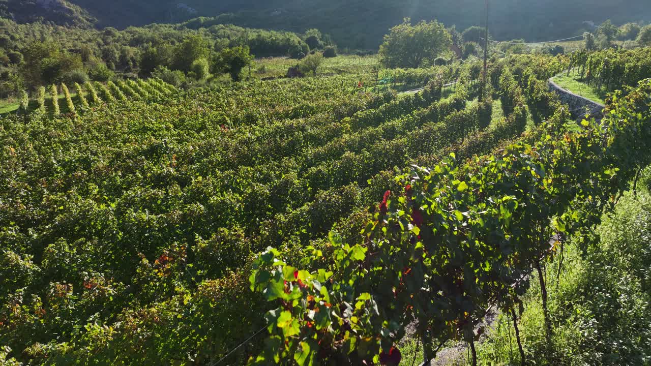 Volo radente all'indietro sopra i filari di vigneti bagnati dalla luce del sole serale, con sentieri curvi e terreno verde vicino al Lago di Scutari. Montenegro Crna Gora.