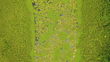 cinematic downward angle aerial shot of the amazon river with lush foliage growing on the water in peru, rising upward