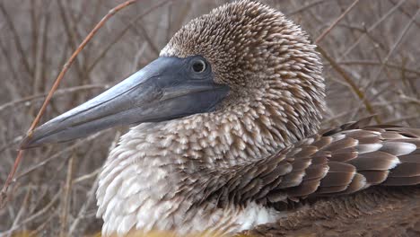 Close-up-of-the-face-of-a-blue-footed-booby-in-the-Galapagos-Islands-Ecuador