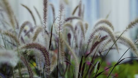 close up of cat tail plants blowing in the wind in slow motion