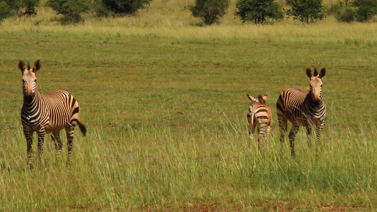 Zebra nelle pianure del Sudafrica