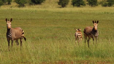 Cebra-En-Las-Llanuras-De-Sudáfrica