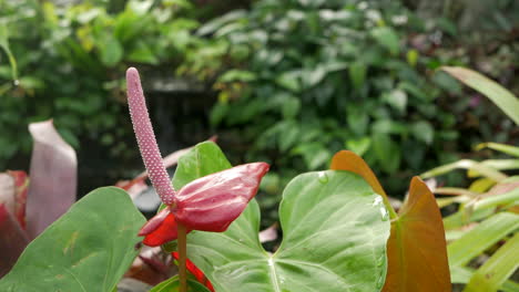 anthurium tropical flower growing in a botanical garden, pan left