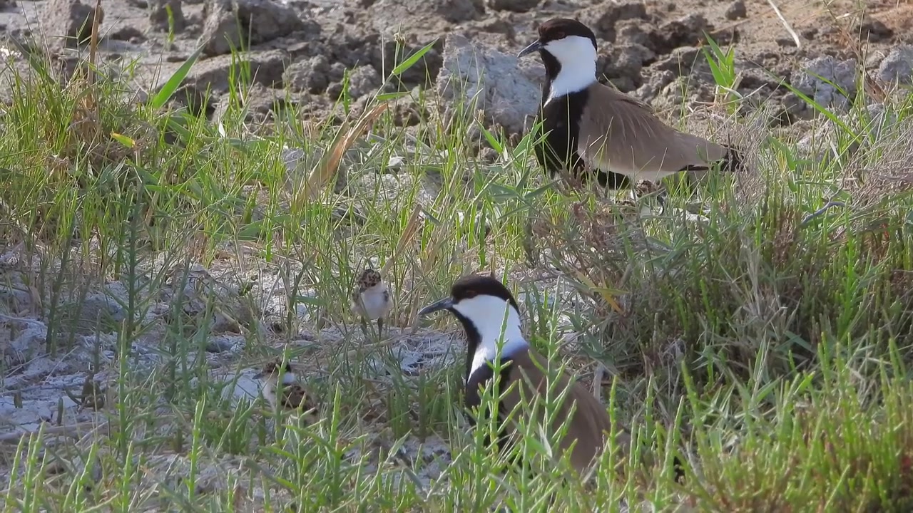 Famiglia di pavoncelle armate con pulcini nella prateria