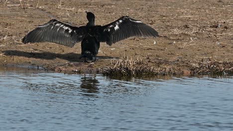 Großer-Kormoran,-Der-Seine-Flügel-In-Einem-Naturschutzgebiet-In-Spanien-Bewegt