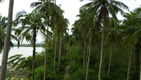 Un-Vuelo-Entre-Las-Palmeras-De-Khao-Pak,-Tailandia