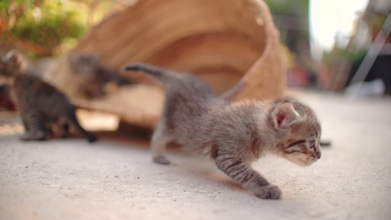 Cute small baby cats litter at basket learning to walk outdoors