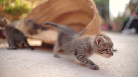 Süße-Kleine-Baby-Katzen-Wurf-Im-Korb-Lernen,-Im-Freien-Zu-Laufen