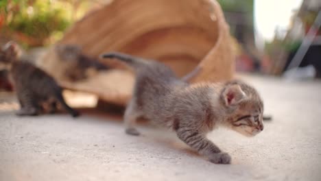 pequeños gatos bebés lindos en la canasta aprendiendo a caminar al aire libre