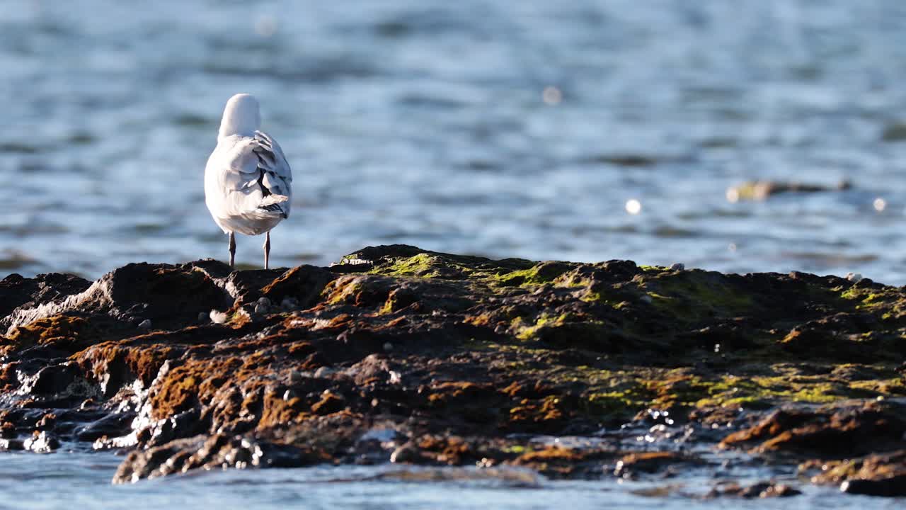 Seagull on rocks by the ocean
