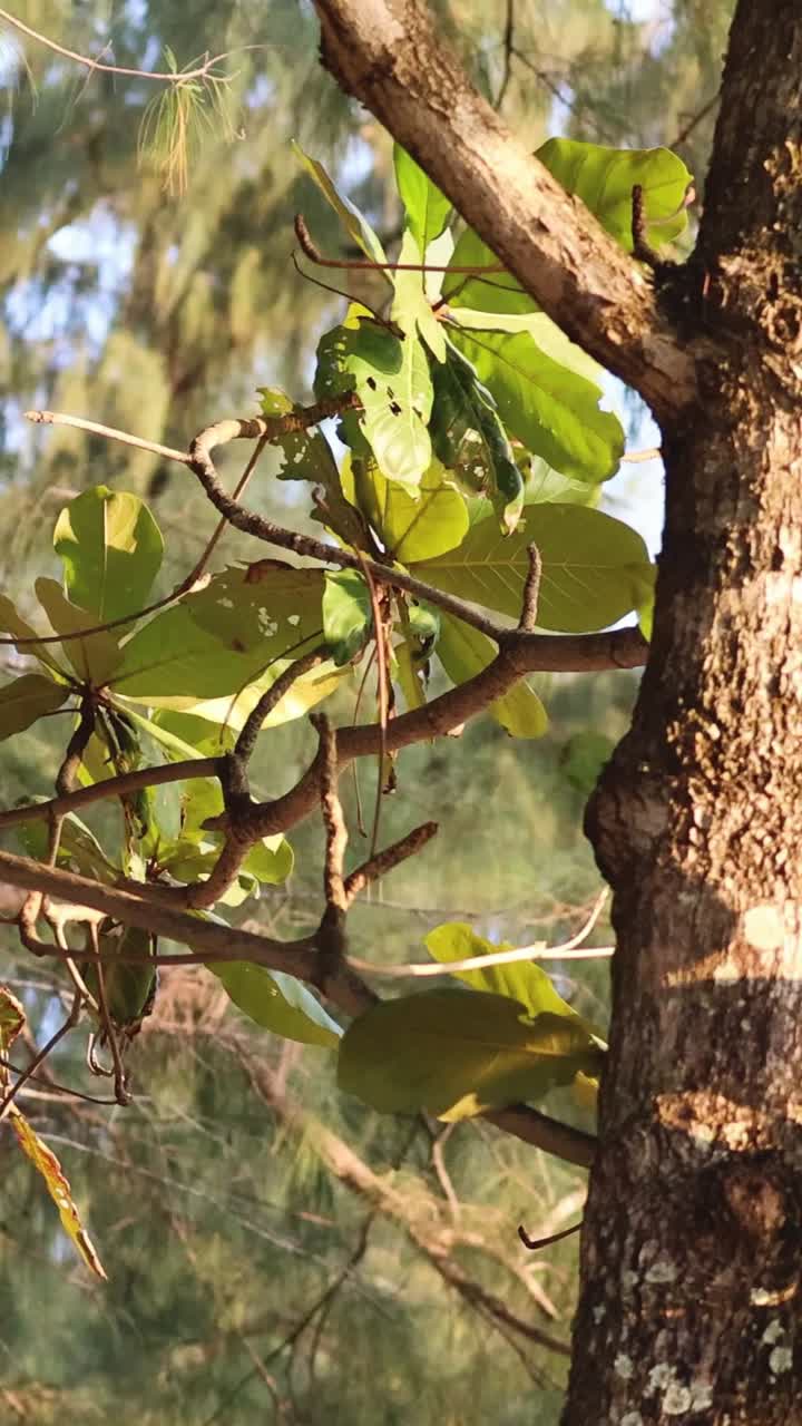 lapso de tiempo de un árbol a través de la transformación estacional