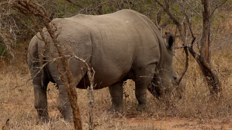 massive white rhino grazing grass at dawn, in the savanna of the kruger national park, in south africa