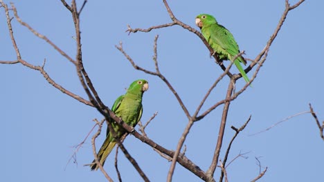 two white-eyed parakeets