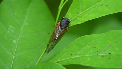 top down view of a brood x cicada in 2021