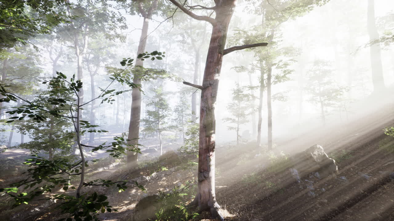떠오르는 태양은 안개가 많은 여름 아침에 낙 ⁇  숲에 떨어집니다.