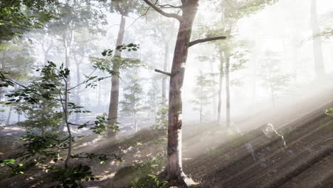 Rising-sun-falls-into-the-deciduous-forest-on-a-foggy-summer-morning