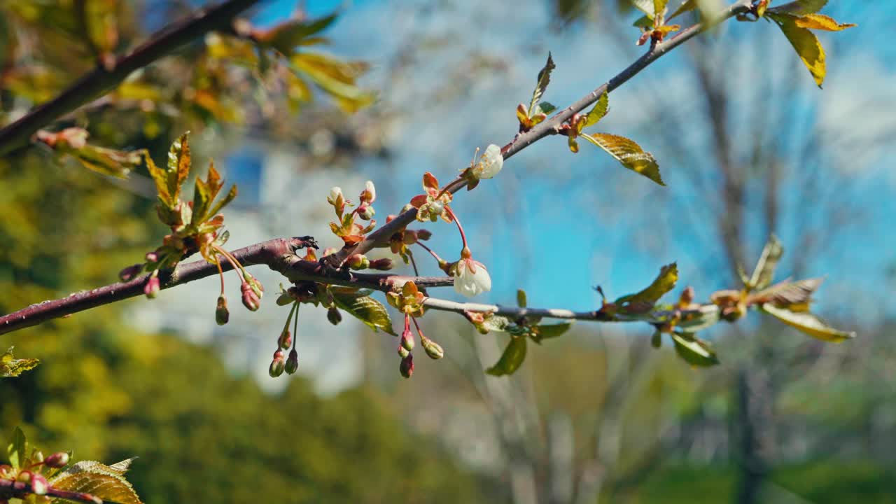 Wild Flowering Plant On A Sunny Springtime. Close-up Shot