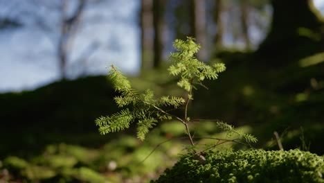 Un-Pequeño-Retoño-Verde-Brillante-De-Un-árbol-Joven-De-Coníferas-Crece-De-Un-Tronco-Cubierto-De-Musgo-Y-Se-Balancea-Suavemente-Con-La-Brisa