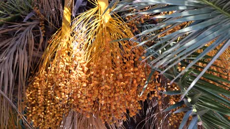 un racimo de dátiles en una palmera