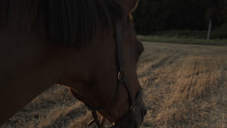 a brown horse on a field