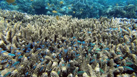 pequeños peces de colores nadan sobre un arrecife de coral en filipinas