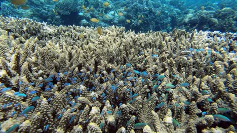 colorful small fish swim above a coral reef in philippines