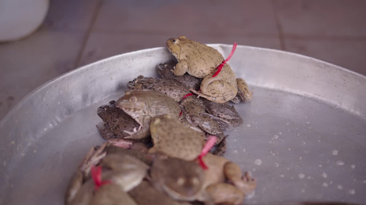 Frogs for Sale at a Market