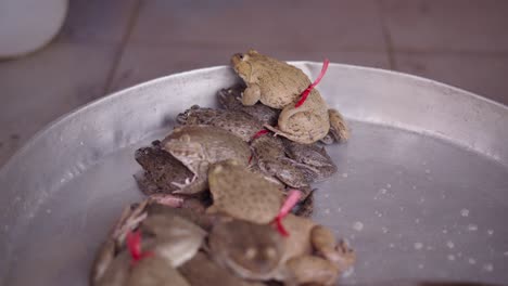 frogs for sale at a market