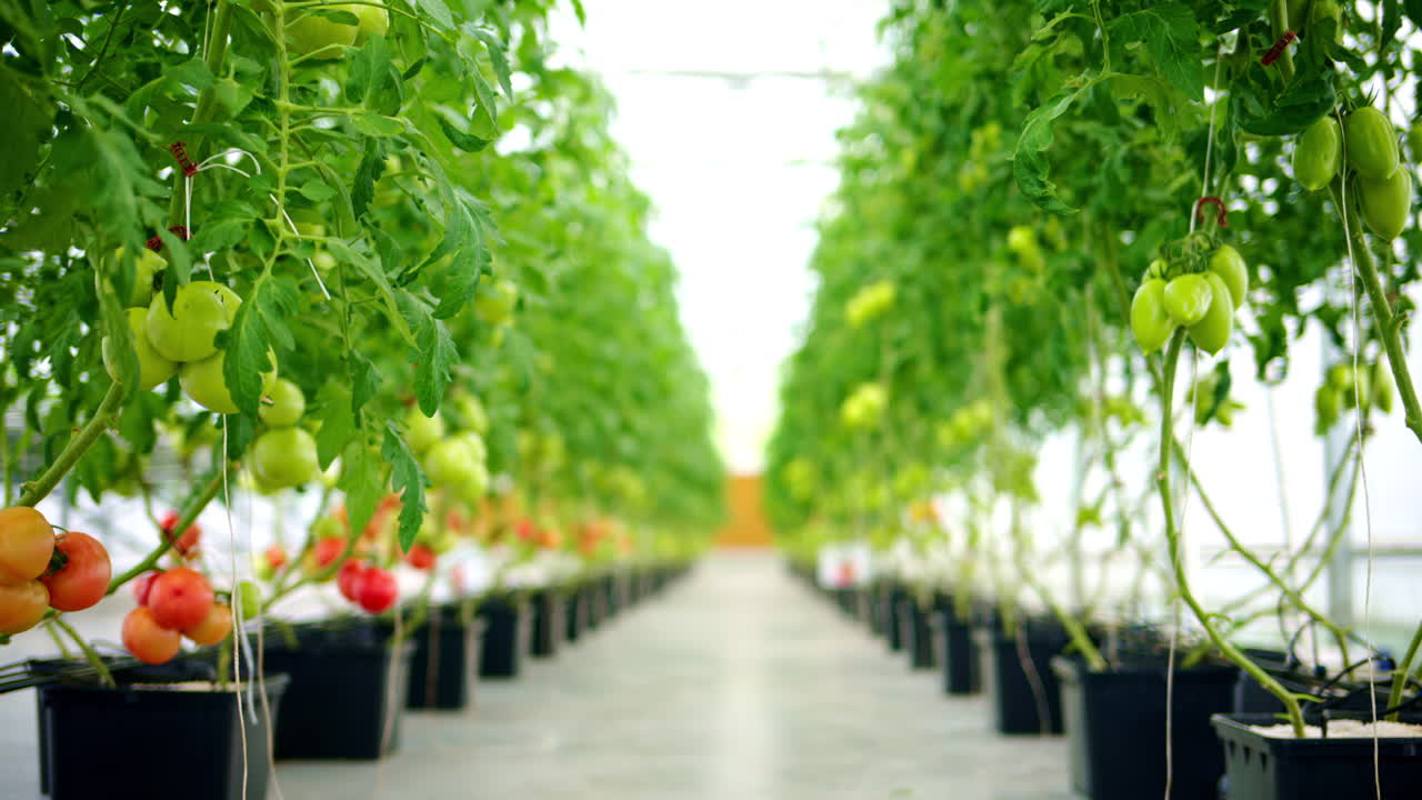 Rows of tomatoes growing in a greenhouse