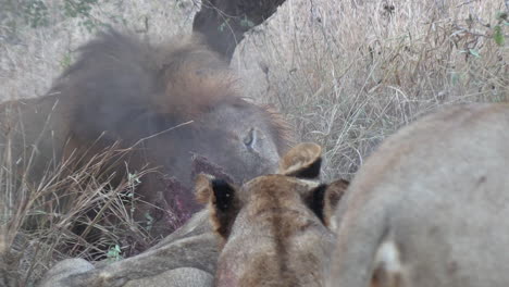 zoom out from lions feed as smoke rises off of animal carcass in savannah, pride gathers to eat