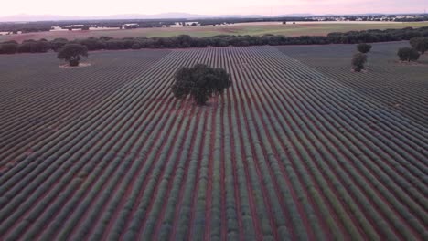 Vista-Aérea-Del-Campo-De-Lavanda-Púrpura-En-Brihuega,-Guadalajara,-España