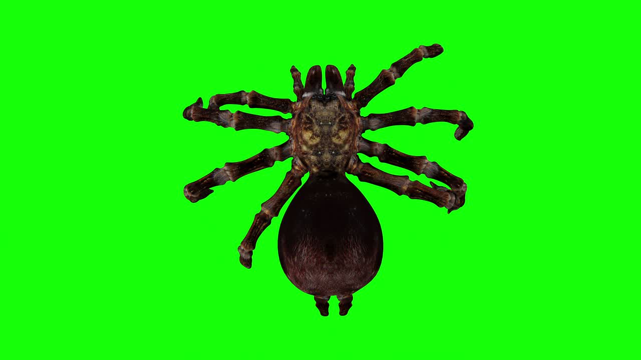 녹색 스크린에서 거미의 애니메이션 끔찍한 크롤링 스 비디오