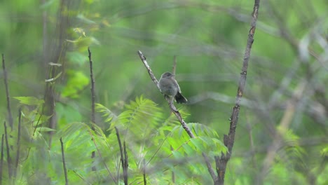 A-gray-catbird-perched-on-a-branch-against-the-green-of-the-surrounding-fields