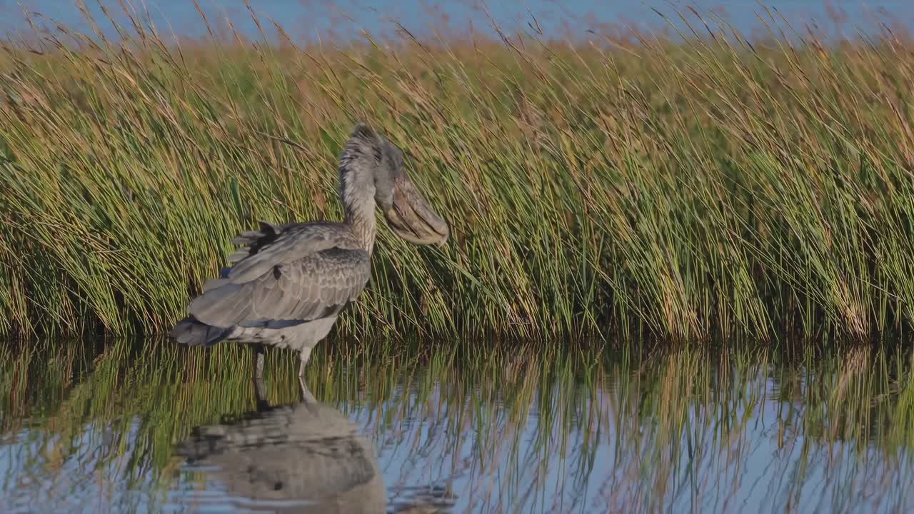 Grey Pelican in Wetland