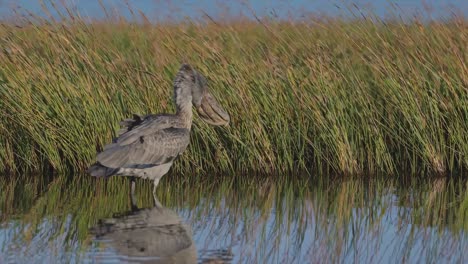 grey pelican in wetland