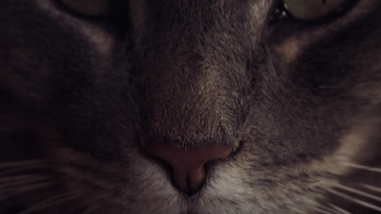 primer plano de gato relajante