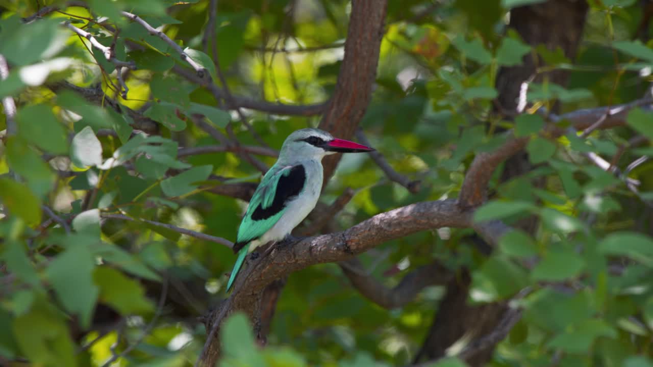 pájaro pescador de bosque con pico rojo encaramado en una rama de árbol de hojas