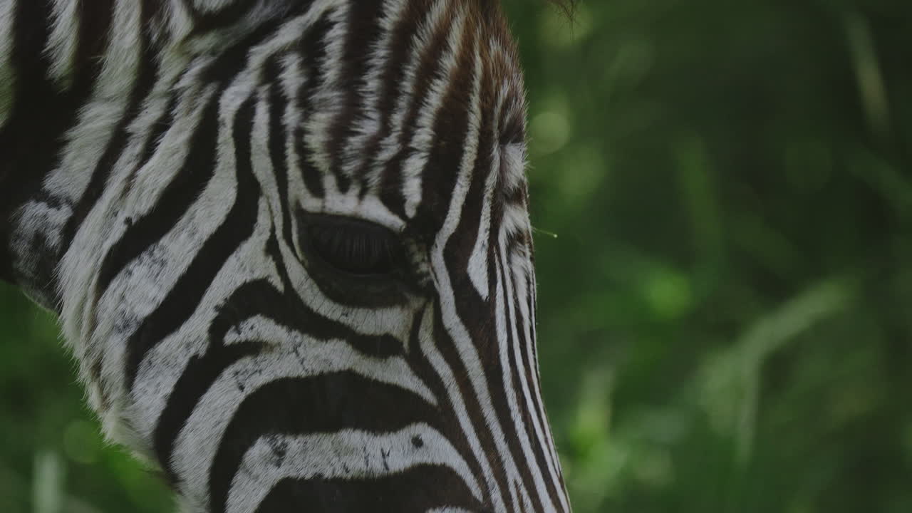 Zebra Close-up