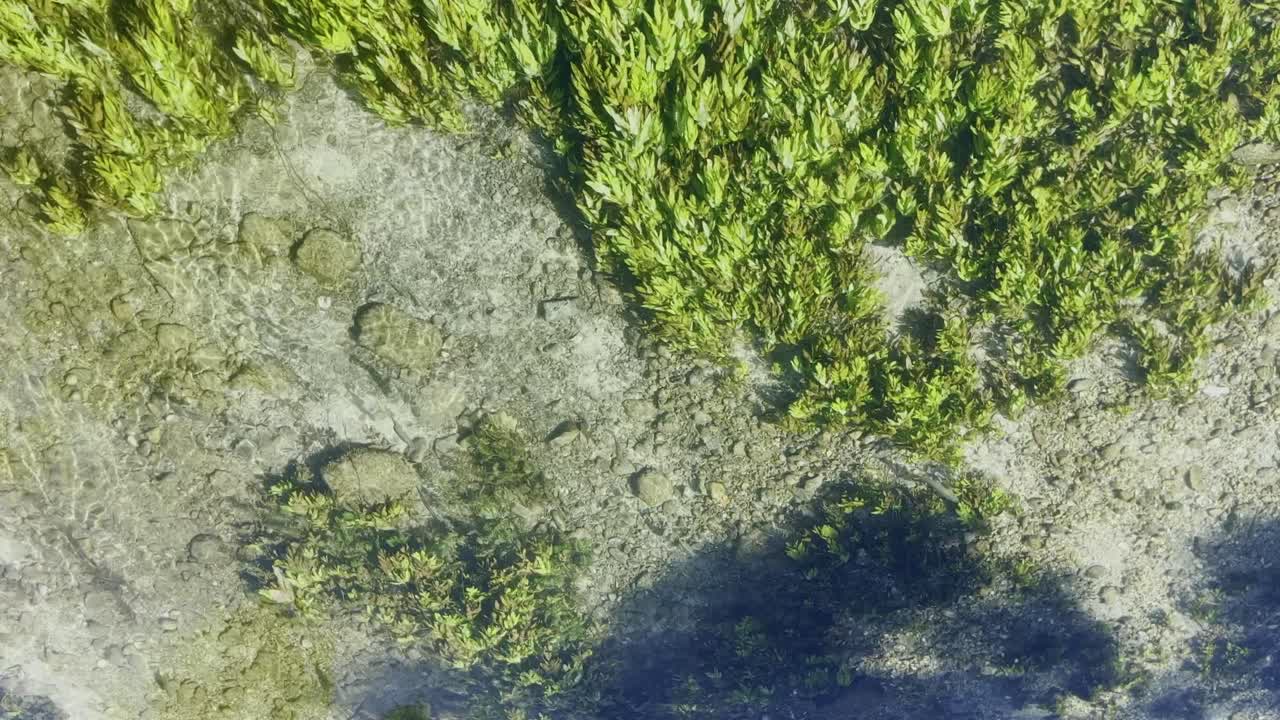 agua clara de una corriente de río que fluye con algunas plantas que se mueven en la corriente del río desde arriba