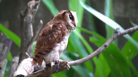 Owl-with-tag-on-leg-stand-at-tree