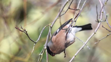 female eurasian bullfinch or common bullfinch bird plucks and eats tree buds in early spring close-up