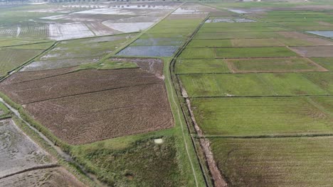 Vista-Aérea-Hacia-Atrás-De-La-Amplia-Plantación-De-Arrozales-Agrícolas-De-La-Parte-Norte-De-Vietnam