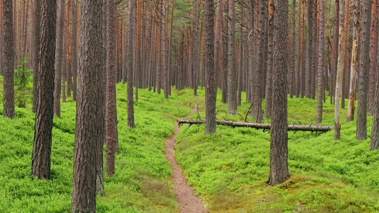 Cinematic forest path aerial showing unity, tradition and cultural identity