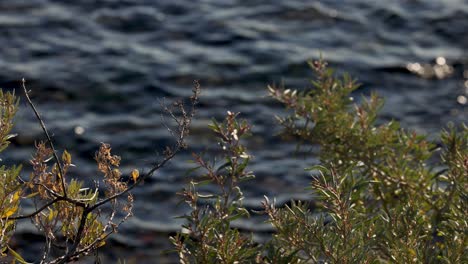 tree branches sway with waves in background