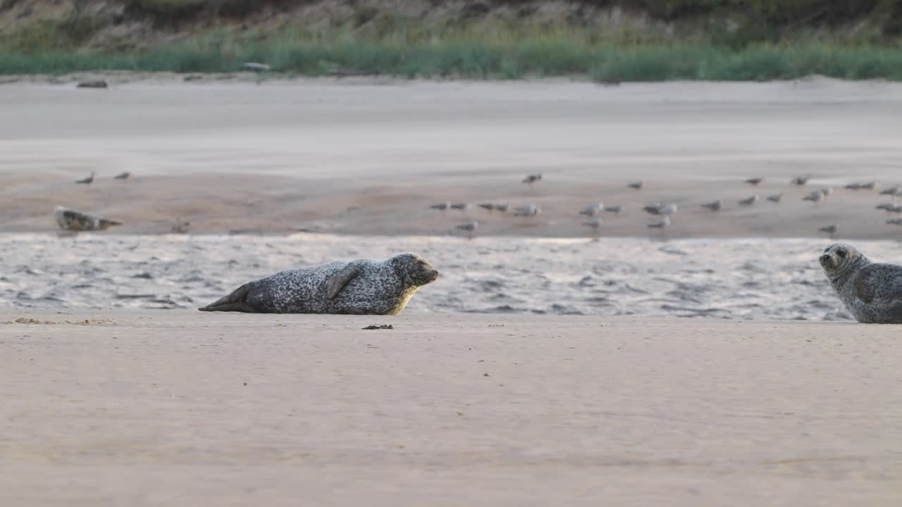 Two common seals lying on sandy shoreline, one seal looking at camera, zoom in
