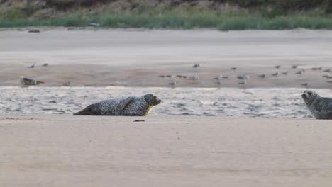 Two-common-seals-lying-on-sandy-shoreline,-one-seal-looking-at-camera,-zoom-in