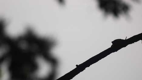 un primer plano en blanco y negro de un pequeño caracol en una rama de uva se mueve hacia arriba a lo largo de una rama sobre un fondo negro