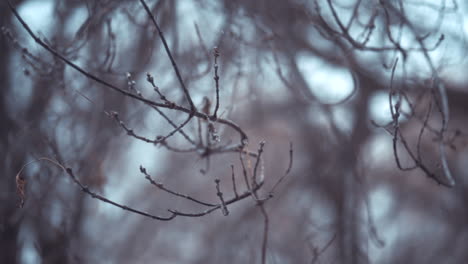 nevadas dentro de un álamo durante el invierno en cámara lenta